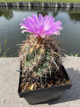 Preview: Thelocactus bicolor v. pottsii
